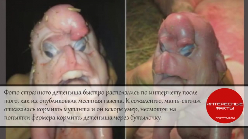 ✔ особое мнение в китае родился поросенок мутант с человеческим лицом