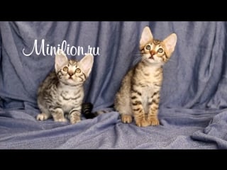 Милашки 🐯 саванны savannah 🐯 cuties registration tica females savannah f4 sbt