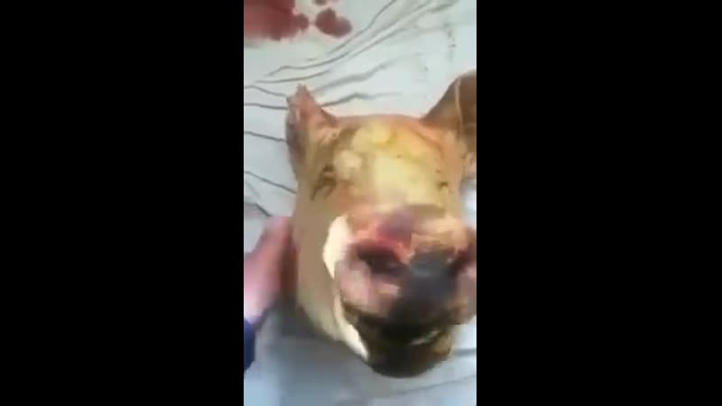 [мемный закат] шок! свину атрубили голову и он совсем не растроился! не растраевайся