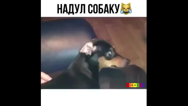 Надул собакена