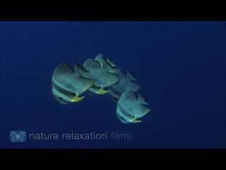 3hrs stunning underwater footage + relaxing music french polynesia, indonesia 4k upscale