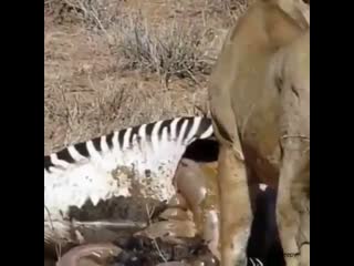 Lion bites into zebra’s intestines releasing 💩