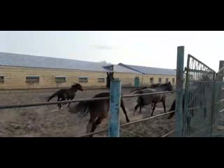 Кобылки 2 т/о