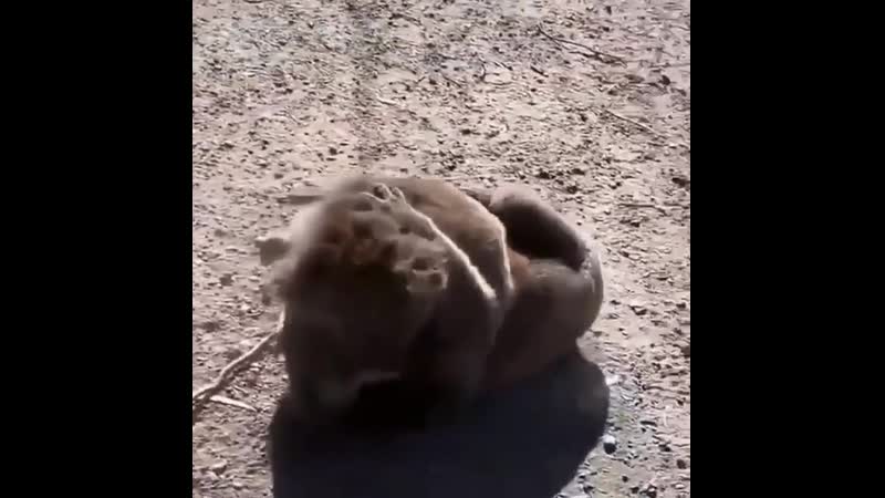 Две коалы дерутся