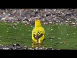Yellow warbler taking a bath