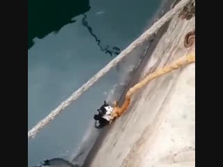 Вытащили котофея (vhs video)