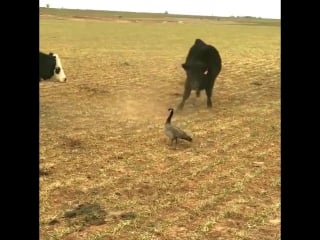 Cows trying to scare canada goose