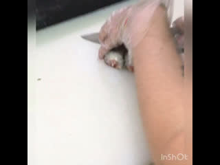 Нарезка горячего ролла