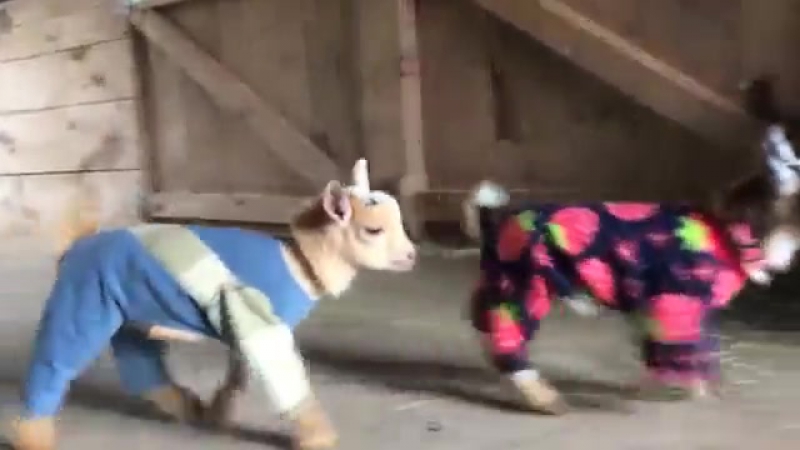Козлята в пижамах