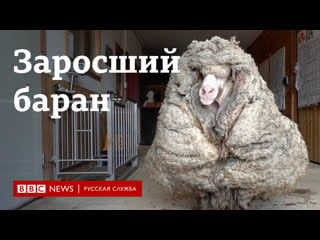 В австралии спасли заросшего барана