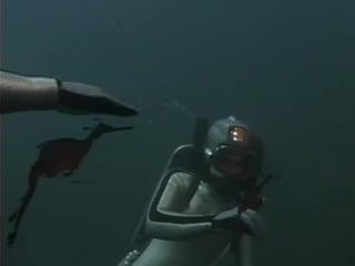 Повторное открытие мира #27 австралия рассвет на острове тасмания