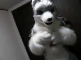 Fursuit shigure