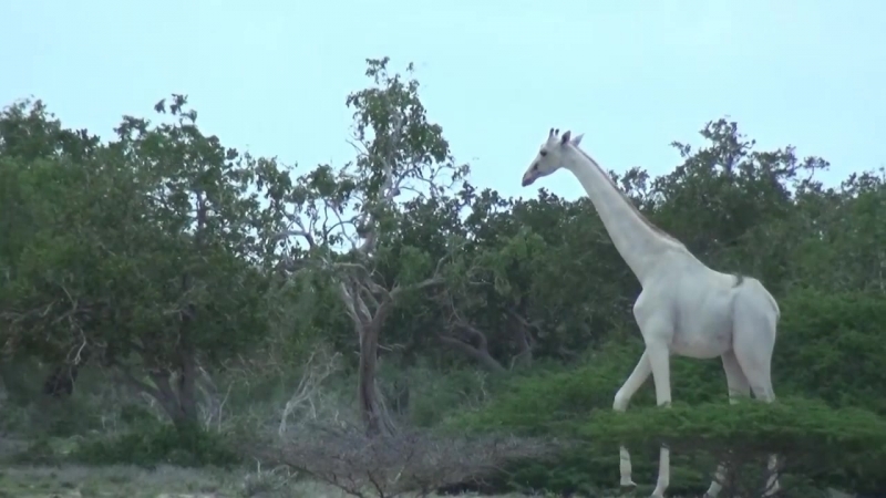 Белый жираф