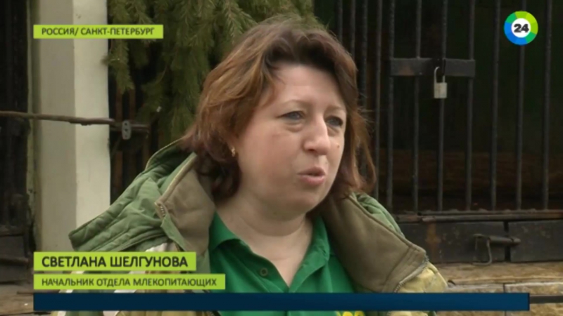 Царские детеныши в ленинградском зоопарке родились три львенка