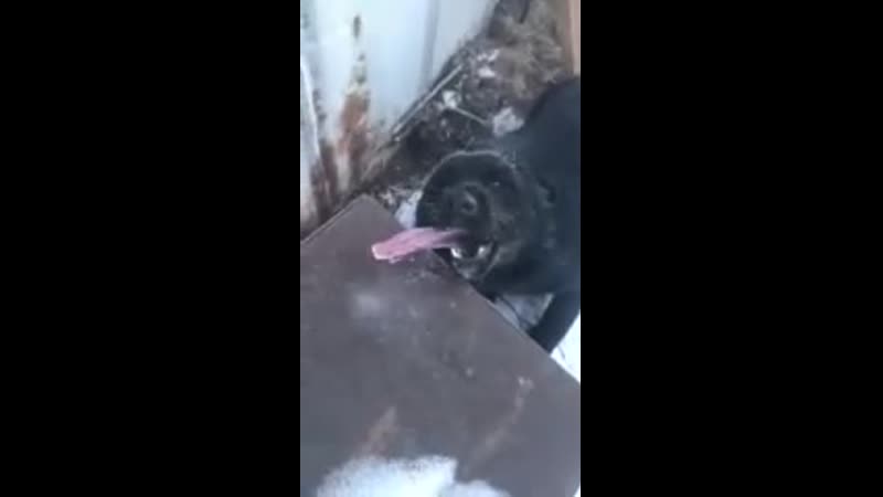 Chipkey молодые языкомзастряка