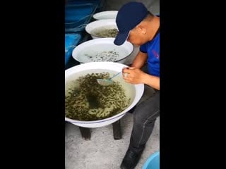 Albert wan малайзия сегодня(25 сентября) я начинаю выбирать маленькую рыбку, её я должен продать