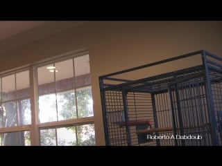 Parrot attacks and bites violinist