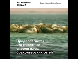 Жители дагестана сообщили о массовой гибели нерп на берегу каспия