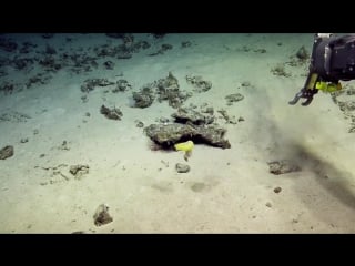 Bright yellow deep sea worm in action nautilus live