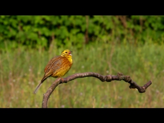 Yellowhammer овсянка обыкновенная