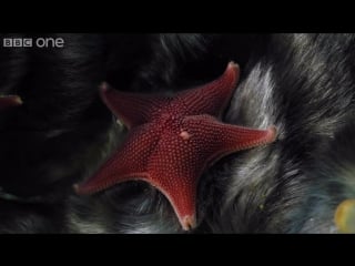 Life timelapse of swarming monster worms and sea stars bbc one