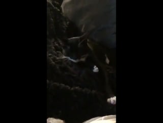 Sophia in snapchat ; sophia miacova