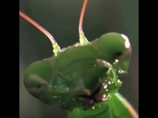 Sylvio makes friends with a praying mantis