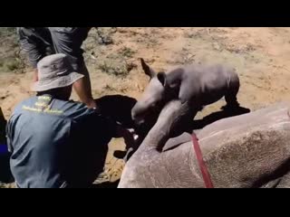 Baby trying to protect mom while the vets attend her 💓