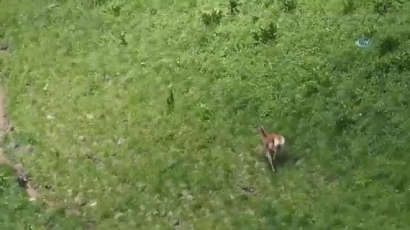 Мать олень прогоняет волка