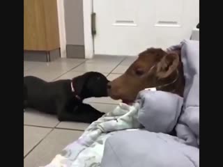 Pupper gives zoomy kisses to calf wrapped in a blanket