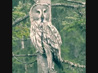 Erik enersen бородатая неясыть