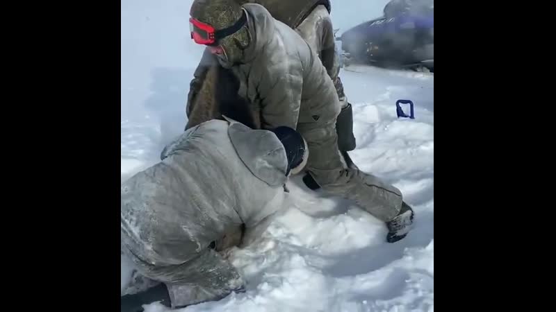 Живодеры толпой набросились на беременную лосиху