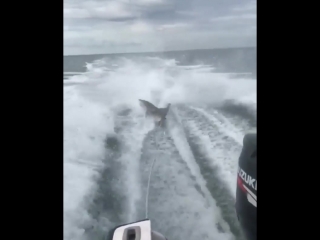 A shark being dragged behind a speedboat with a rope