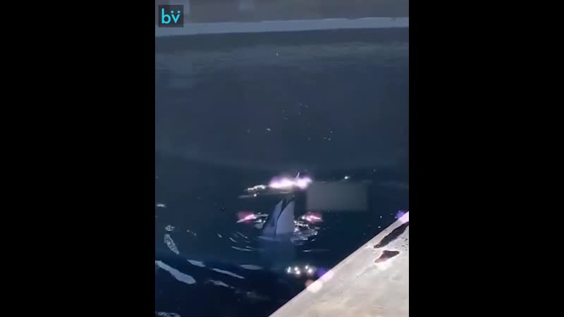 Дельфин дразнит чайку