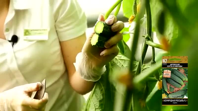Огурец изумрудная россыпь f1