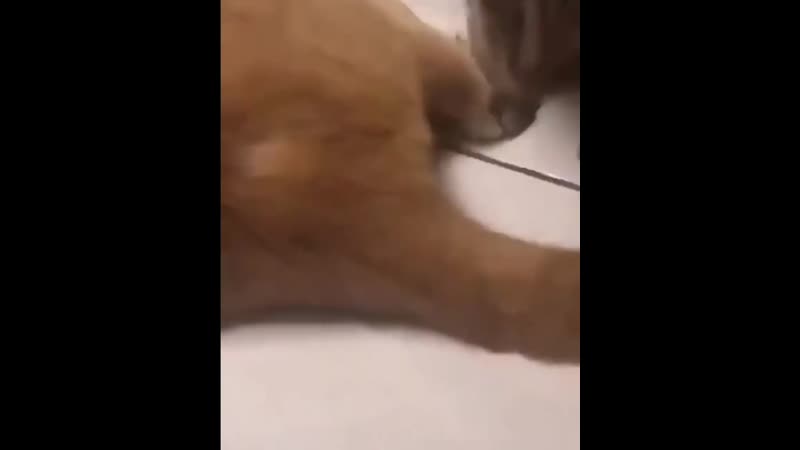 Котя нюхнул попку