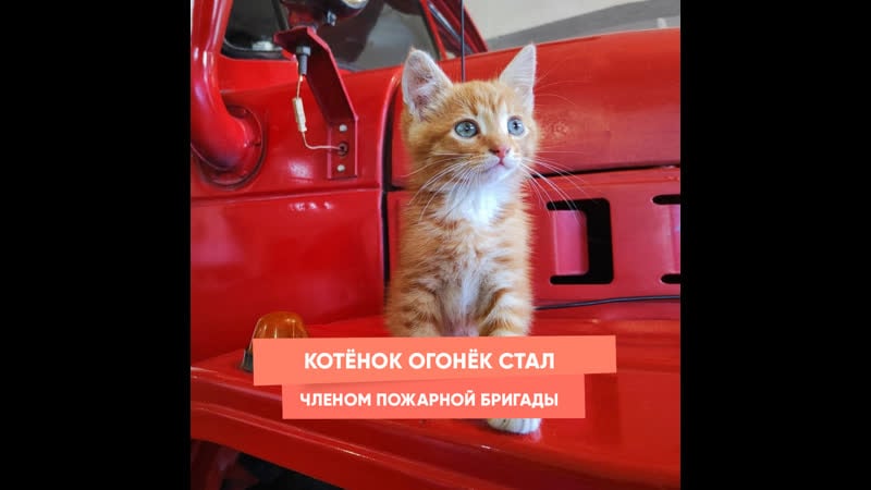 Котёнок огонёк стал членом пожарной бригады