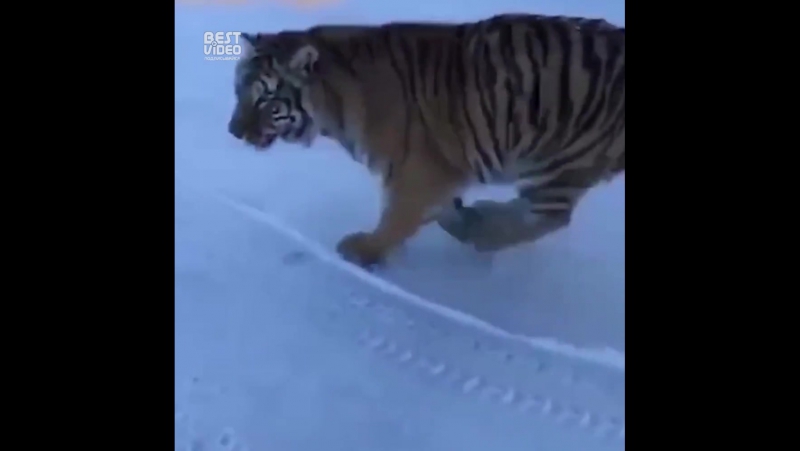 Это снежок! весь мой снежок!
