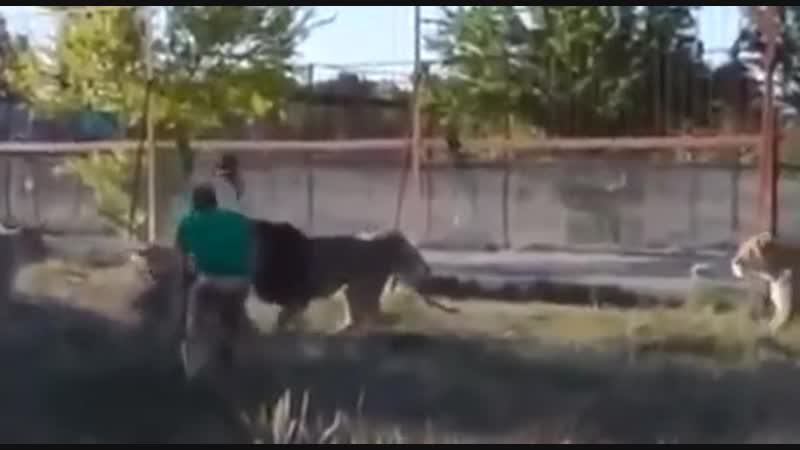 Даже львы бессильны против тапка