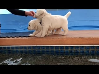 Eight english cream golden retriever puppies first swim jump!