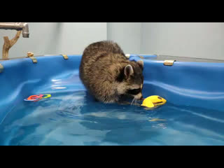 Йока в бассейне