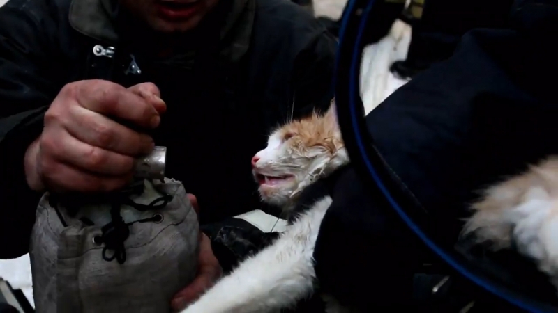 Спасение кота в волгограде