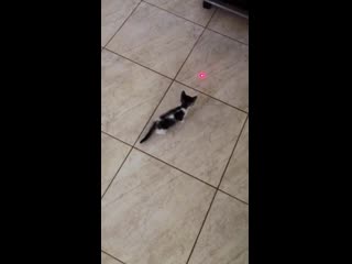 Finally broke down, adopted a 40 day old kitten, got food, bed, litter box and a laser and finally did something i’ve always wan