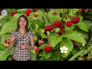 10 биология 6кл плод орган защиты и расселения семян