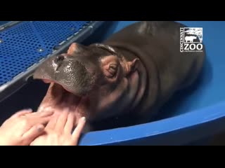 Hippo gets dental check, baby hippos are so friggin cute!