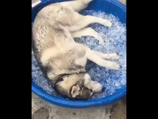 Жаркие деньки