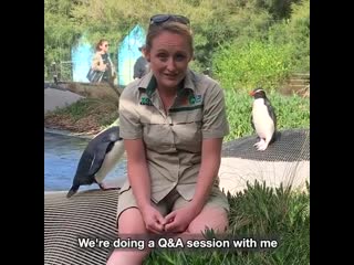 Melbourne porn keeper beth is doing a 9gag q&a on world penguin day, 25 april! ask her anything about penguins in the comments an