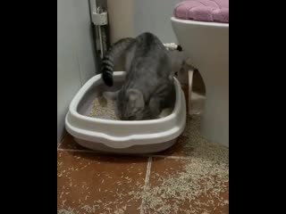 Хвостатая мразь