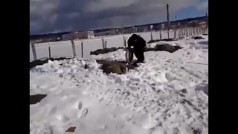 Подснежники вылазят