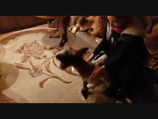 Лаврик и гриша